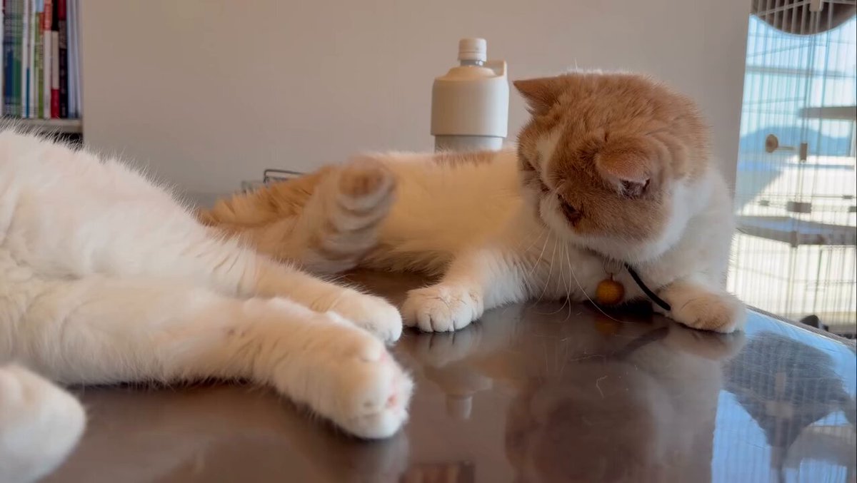 CAT LOVERS - https://t.co/R1uLtpCNid