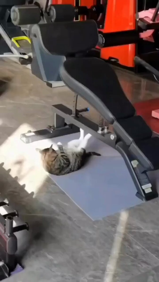 Punch Cat - https://t.co/Slhmbwi8xM
