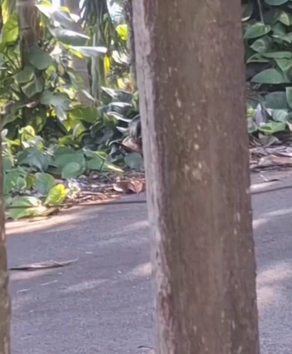 Nature is Phenomenal - Three snakes dancing together 😧🐍