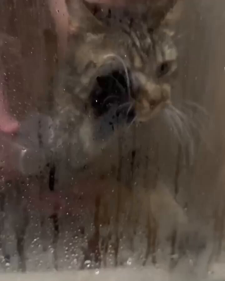Punch Cat - https://t.co/we6YQd1BmZ