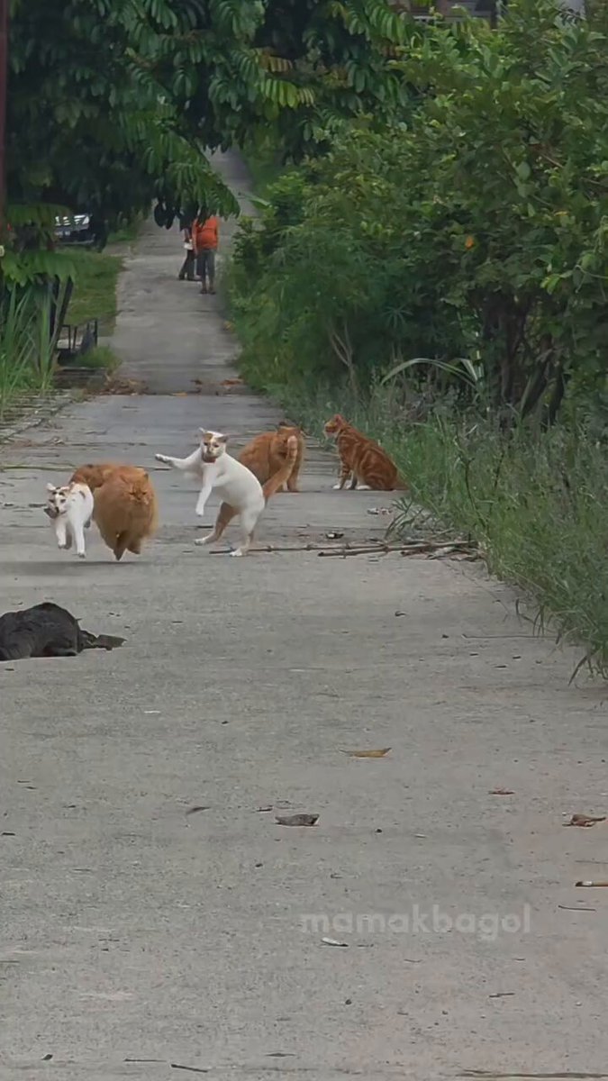 CAT LOVERS - https://t.co/gHCKaGuqUo