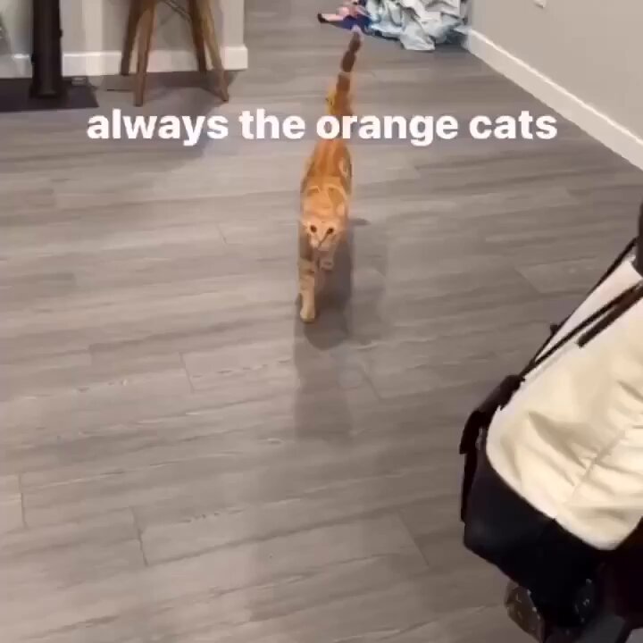 Punch Cat - https://t.co/hStjXLd3cv