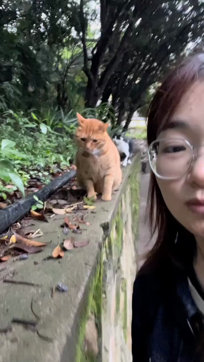 Punch Cat - https://t.co/AsZtKgmEA6