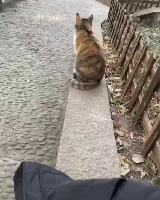 Punch Cat - https://t.co/J2ABSbHpDG