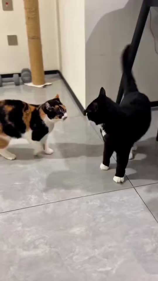 #cat #cats #funnycat #viral #funnyvideo 