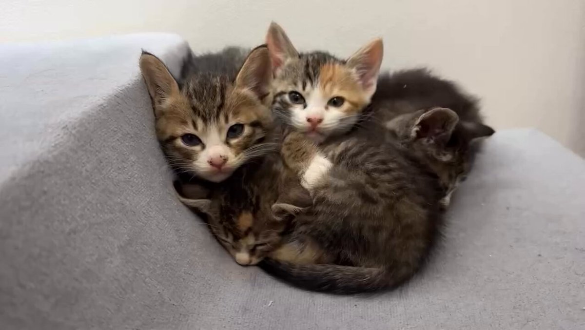 CAT LOVERS - https://t.co/bm4yIUS9kf