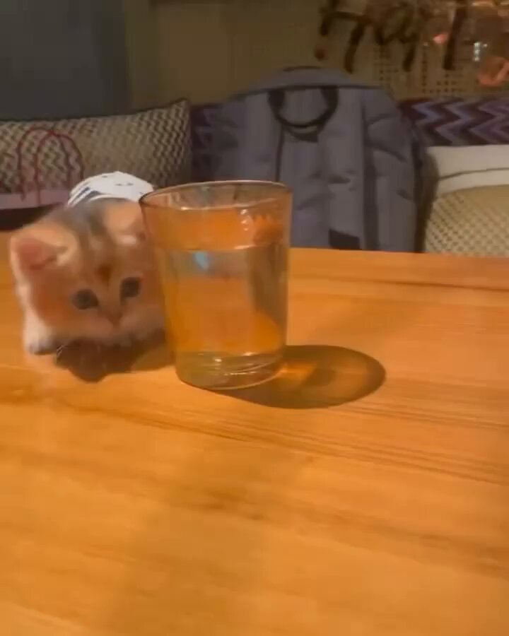 Punch Cat - https://t.co/CJ2BVnEGmW