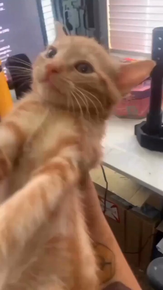 Punch Cat - https://t.co/rFiFmejAG0