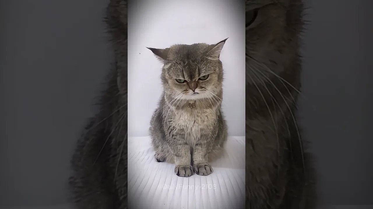 Funny Cat Video🔥🔥#funnycatvideos #funnycats #shorts #catmemes #reels #catvideos