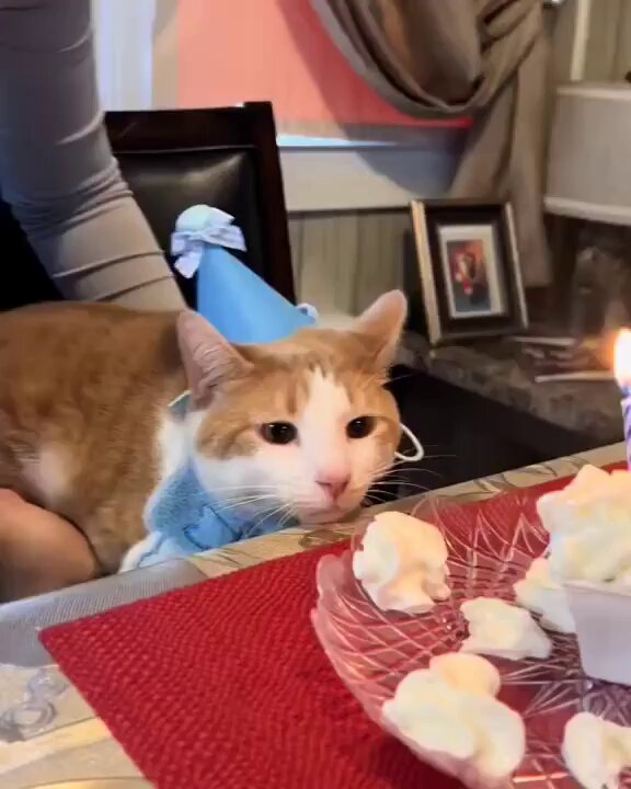 Punch Cat - https://t.co/6V5yGi8g7l