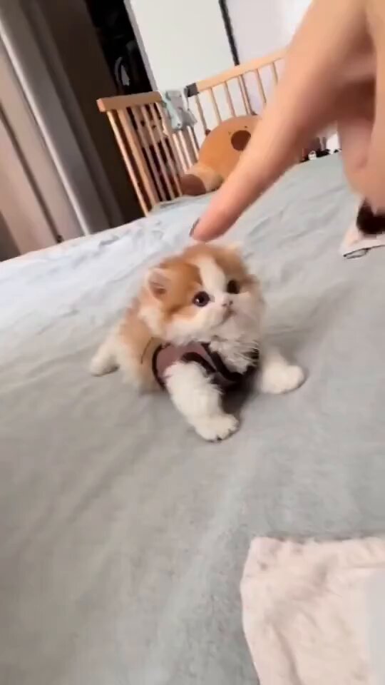 CAT LOVERS - https://t.co/aUUJKhh3fz