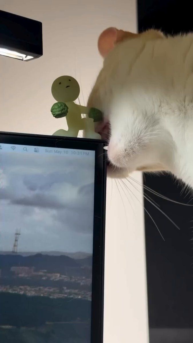 CAT LOVERS - https://t.co/mrWgs10G8m