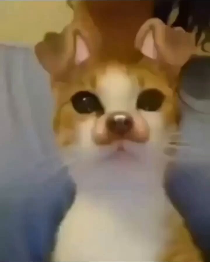Punch Cat - https://t.co/V7x4OKdfwS
