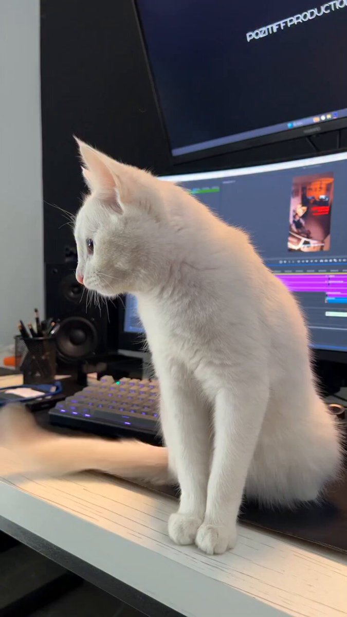9GAG ❤️ Memeland - Lttack Ottack Vttack Ettack  📹 poshpandesign &amp; noya.purr | IG