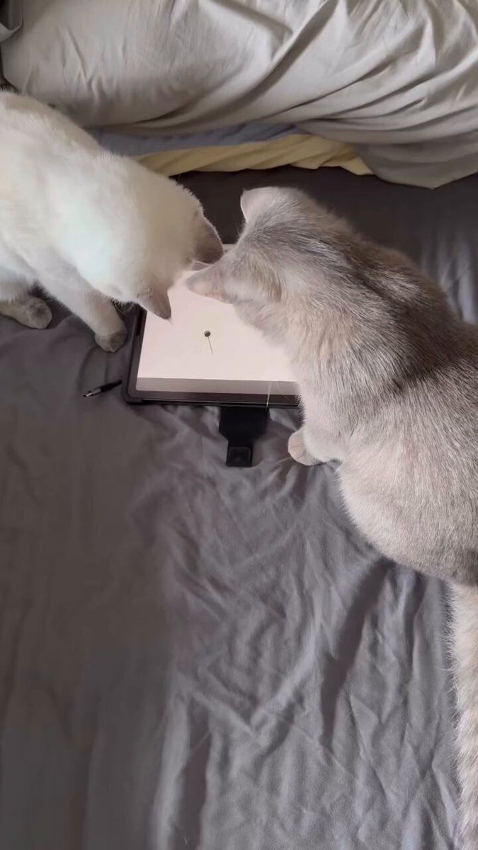 CAT LOVERS - Tablets can be used to entertain not only children, but also pets.