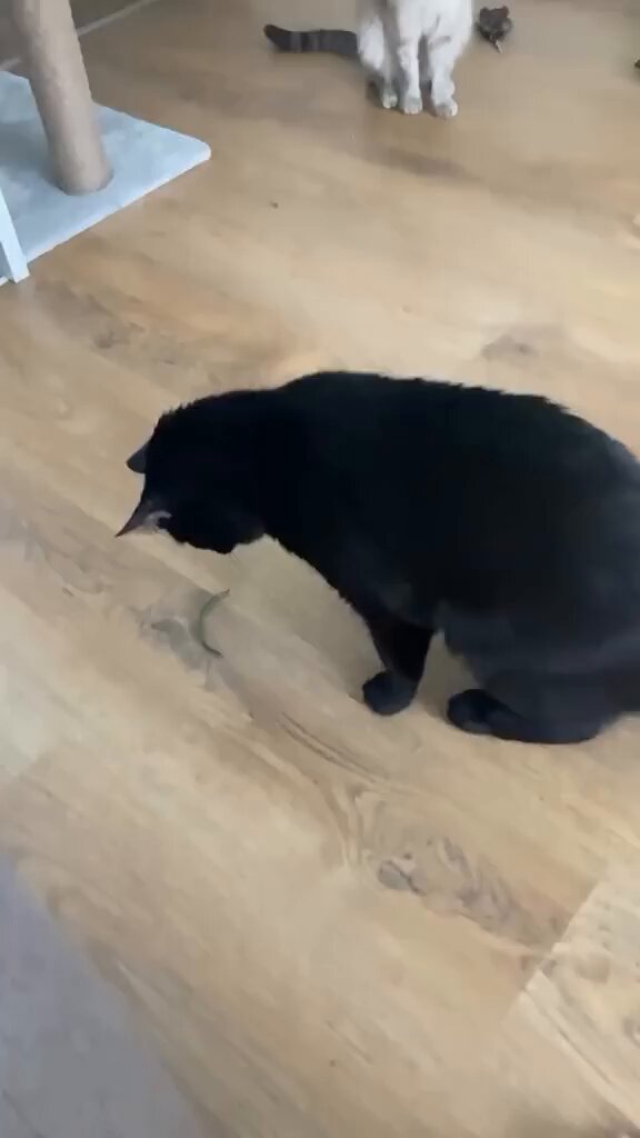 Punch Cat - https://t.co/hMUiqKoz0L