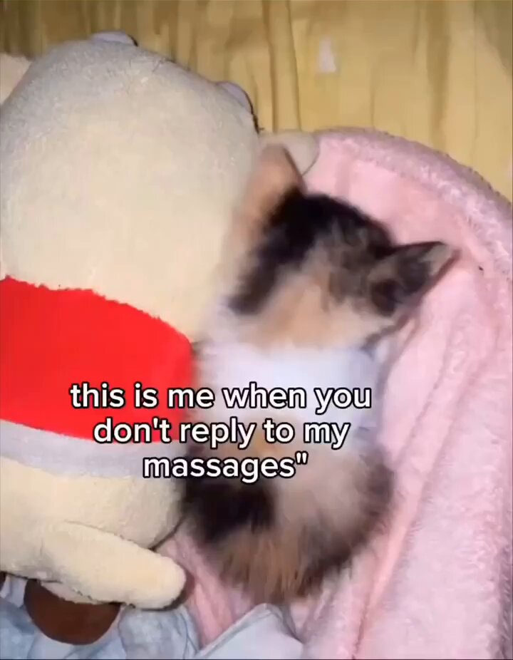 Punch Cat - https://t.co/YlObhV045Q