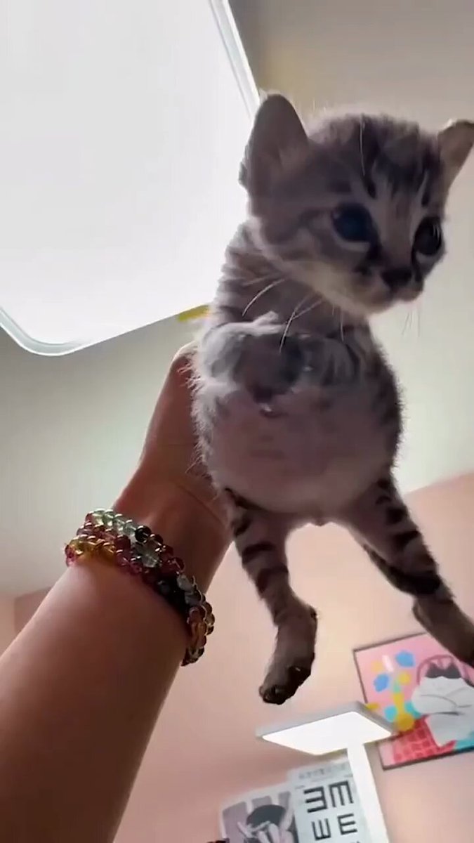 Punch Cat - https://t.co/yqbrKWnWHK