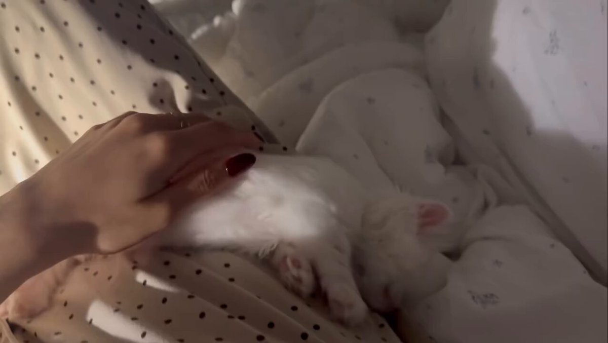 CAT LOVERS - Tiny cloud, big dreams, zero interruptions.