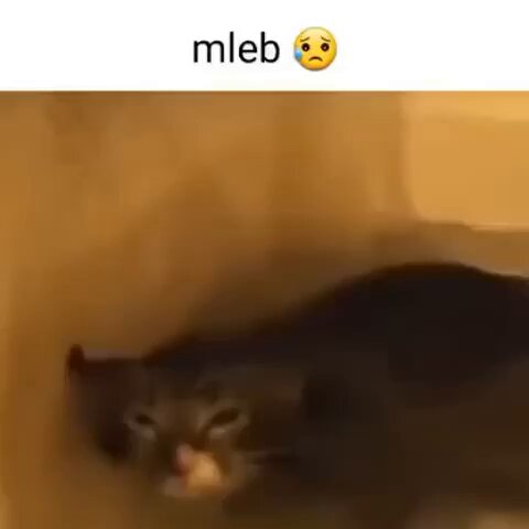 Punch Cat - https://t.co/pd2A5fSOMA