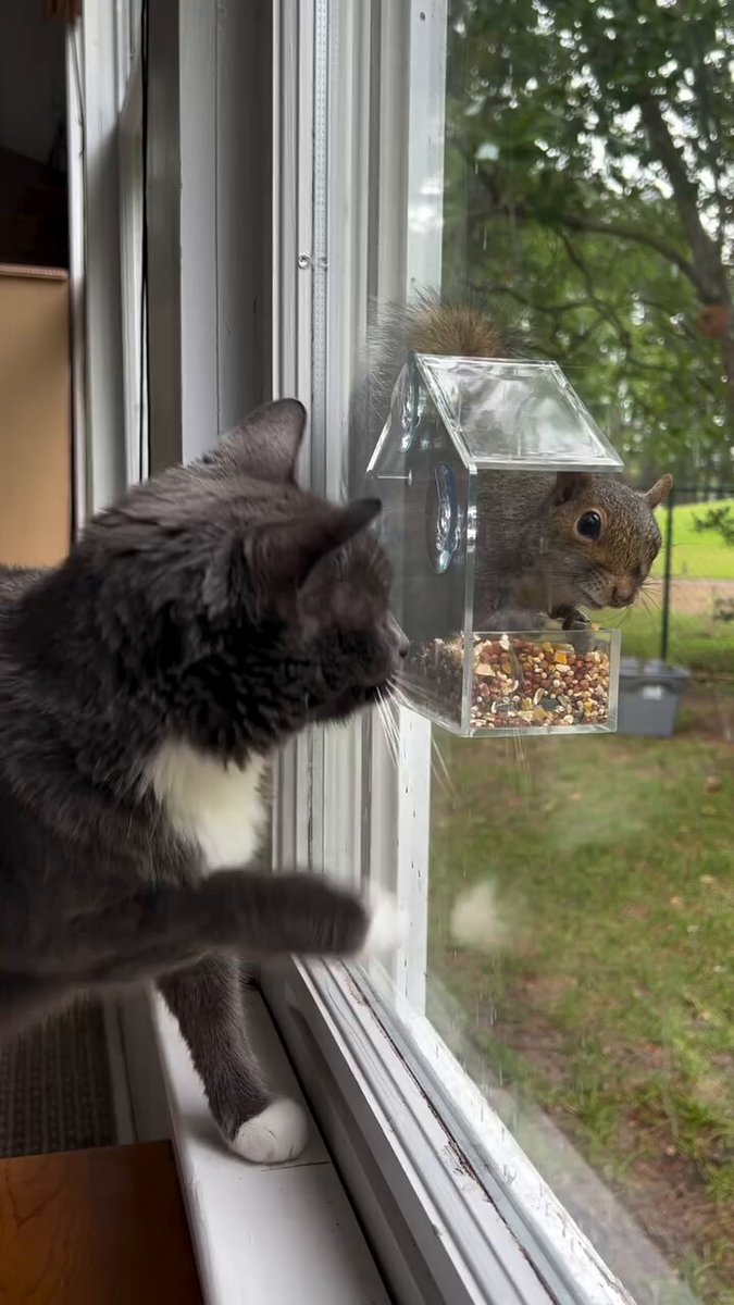 CAT LOVERS - https://t.co/pgyzrn7HBt
