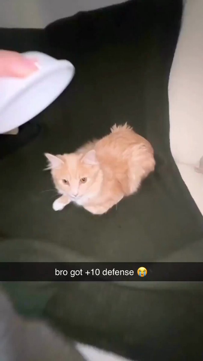 Punch Cat - https://t.co/xlBZeNETtB