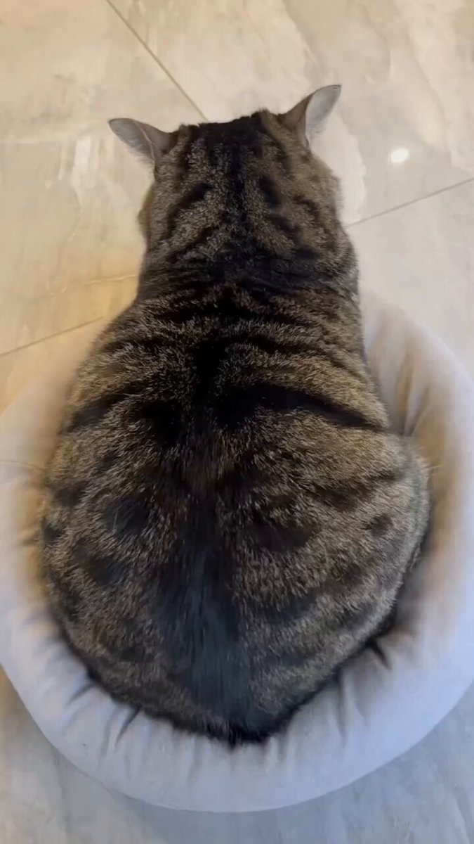 CAT LOVERS - https://t.co/ff6iKQiMjP