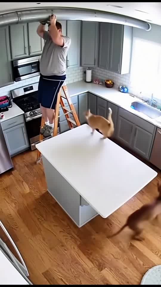 #dog #dogs #dogsoftiktokviral #funnydog #dogsvideo 