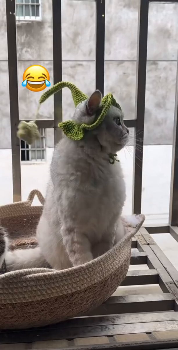 CAT LOVERS - https://t.co/vfIuwm9hYt