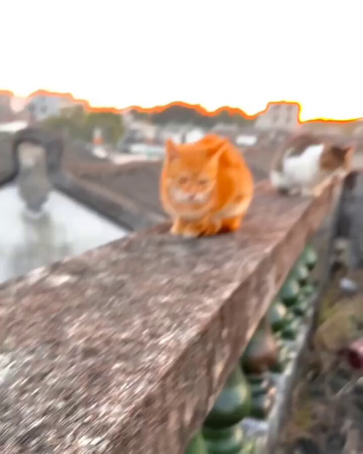 Punch Cat - https://t.co/z559nf3ZPj