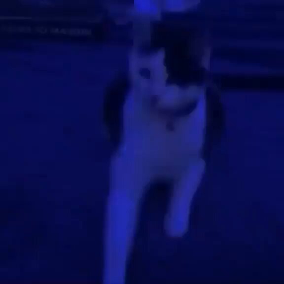 Punch Cat - https://t.co/yJr92rEeC4