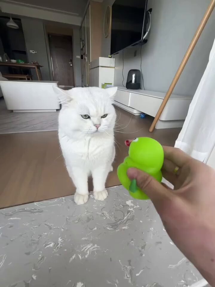 CAT LOVERS - https://t.co/sGvy7toOjG