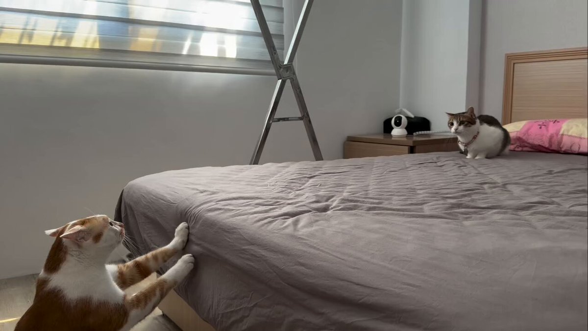 CAT LOVERS - https://t.co/HekuZVxUFF
