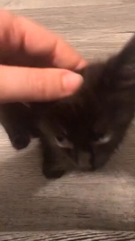 Punch Cat - https://t.co/mF4BUcviFy