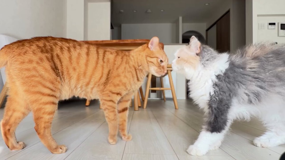 CAT LOVERS - https://t.co/qtMYJmrFE4