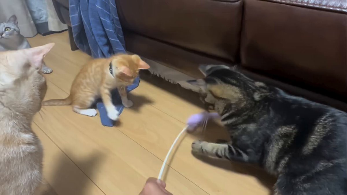 CAT LOVERS - https://t.co/7DZPtCFZA1