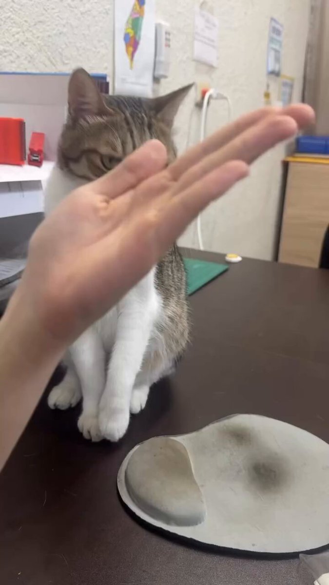 CAT LOVERS - https://t.co/xMxHGEhicc