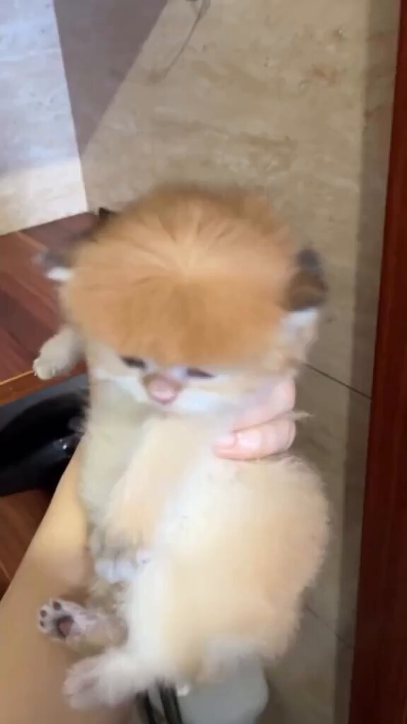 Punch Cat - https://t.co/HEw7iy7lt3