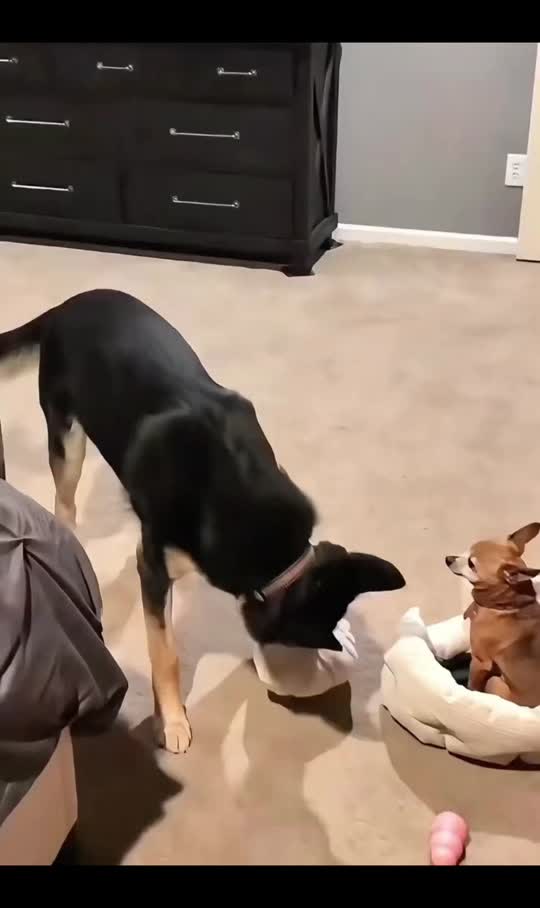 Vidéo
