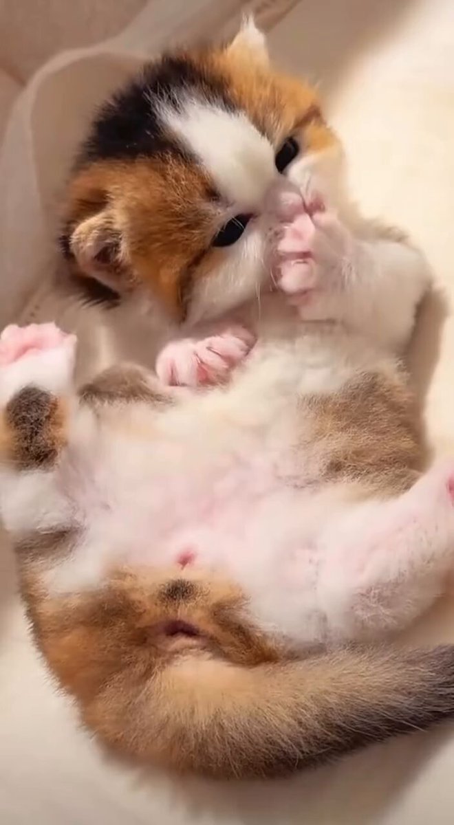 CAT LOVERS - https://t.co/fnlXvq7Zye