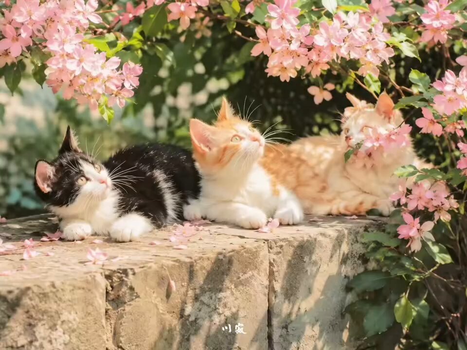 CAT LOVERS - https://t.co/jgBcRkeaH3