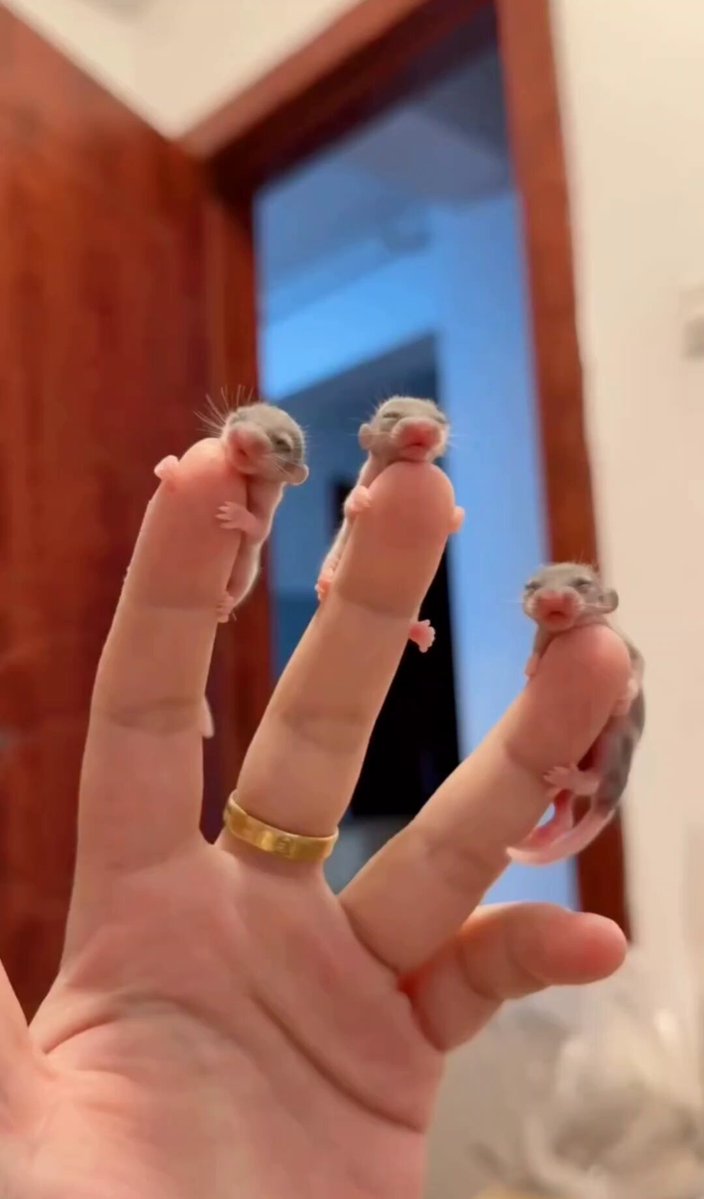 Nature is Phenomenal - They're so tiny! what creature is this?