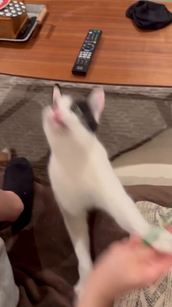 CAT LOVERS - https://t.co/uNJii6NmNG