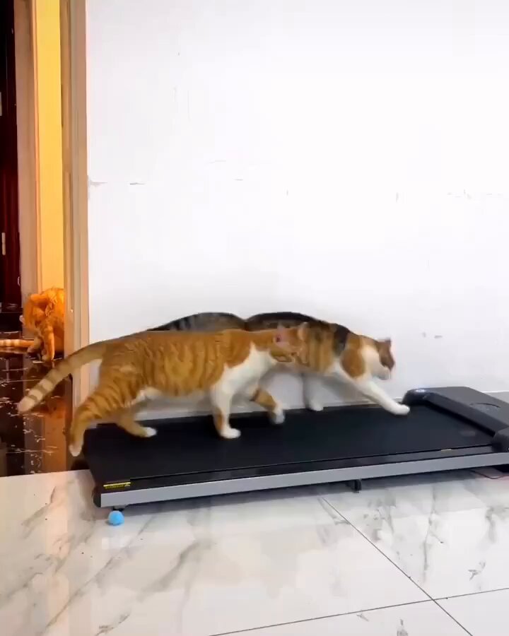 Punch Cat - https://t.co/tKsc9icVAV
