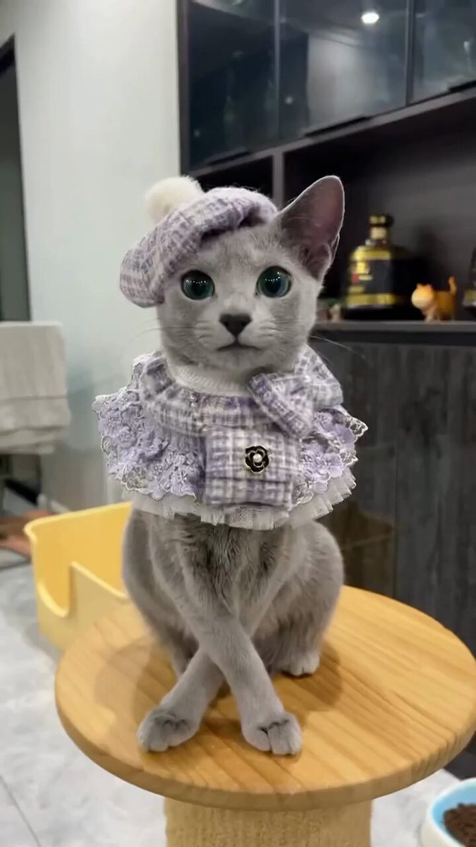 Punch Cat - https://t.co/PS6rDwqBh0