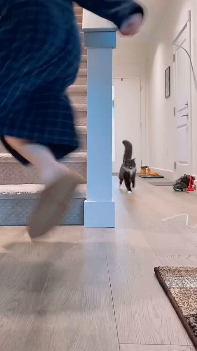 CAT LOVERS - https://t.co/gG5H0rrpq1