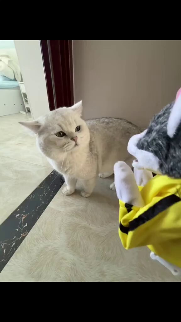 CAT LOVERS - https://t.co/SkulSrTQaV