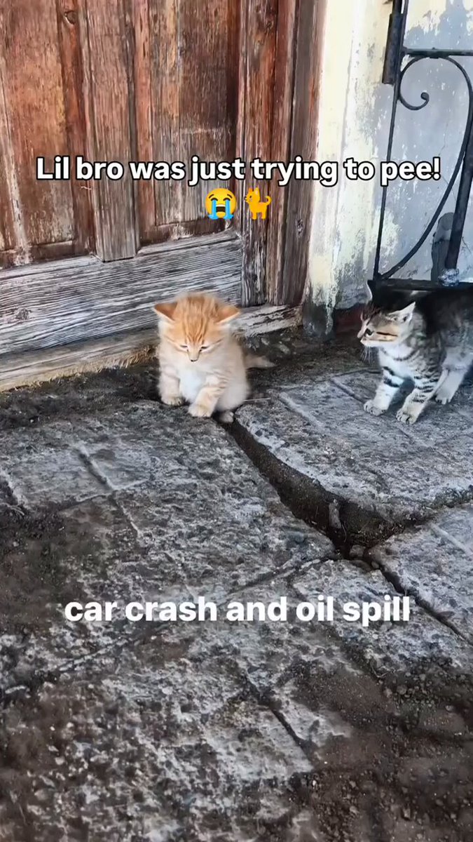Punch Cat - https://t.co/J1Onv4unj1