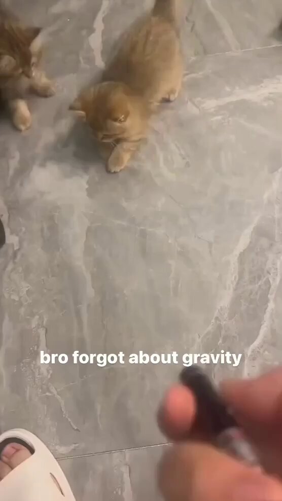 Punch Cat - https://t.co/UkXaOLpSAd