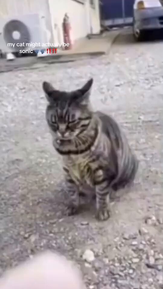 Punch Cat - https://t.co/TKTmzicPl8